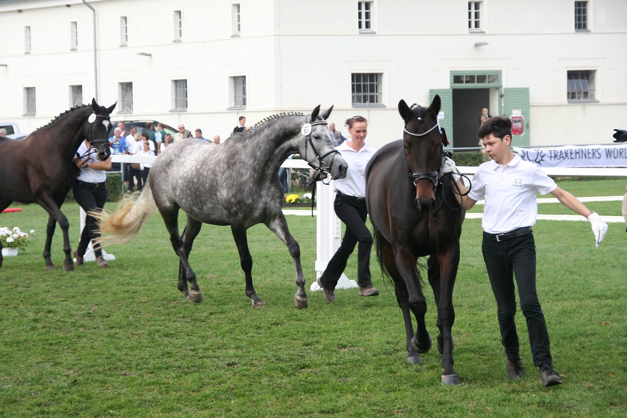 Trakehner in hand class